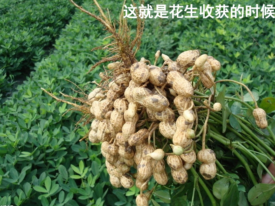 《数花生》PPT课件[北师大版一年级数学下册]_第3页
