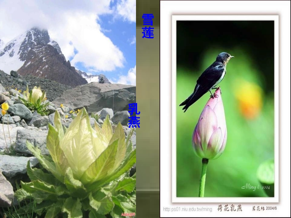 《中华少年》PPT课件[部编版六年级语文上册]_第3页
