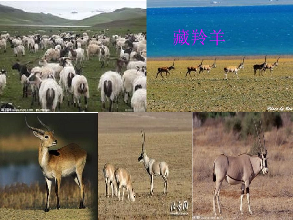 《羚羊木雕》PPT课件[部编版七年级语文上册]_第3页