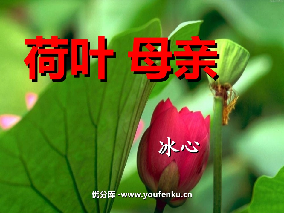 《荷叶母亲》PPT课件[部编版七年级语文上册]_第1页