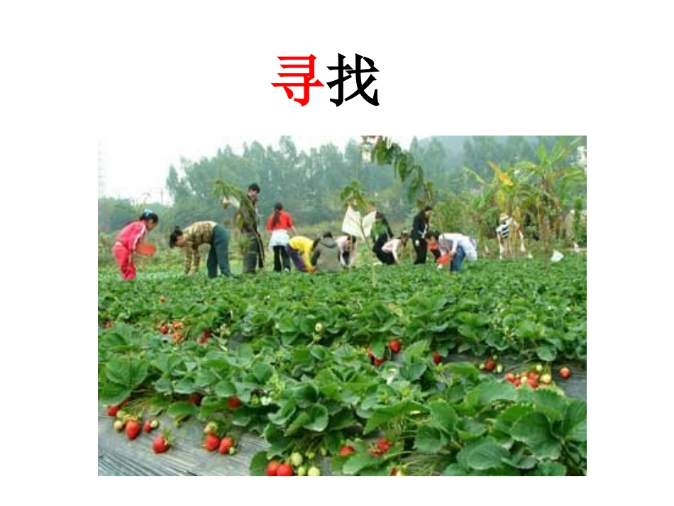 《火红的枫叶》PPT课件[北师大版二年级语文上册]_第3页