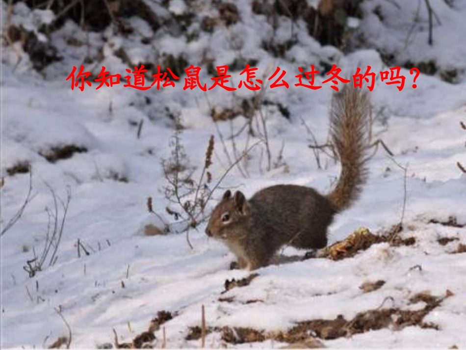 《松鼠日记》PPT课件[北师大版二年级语文上册]_第2页