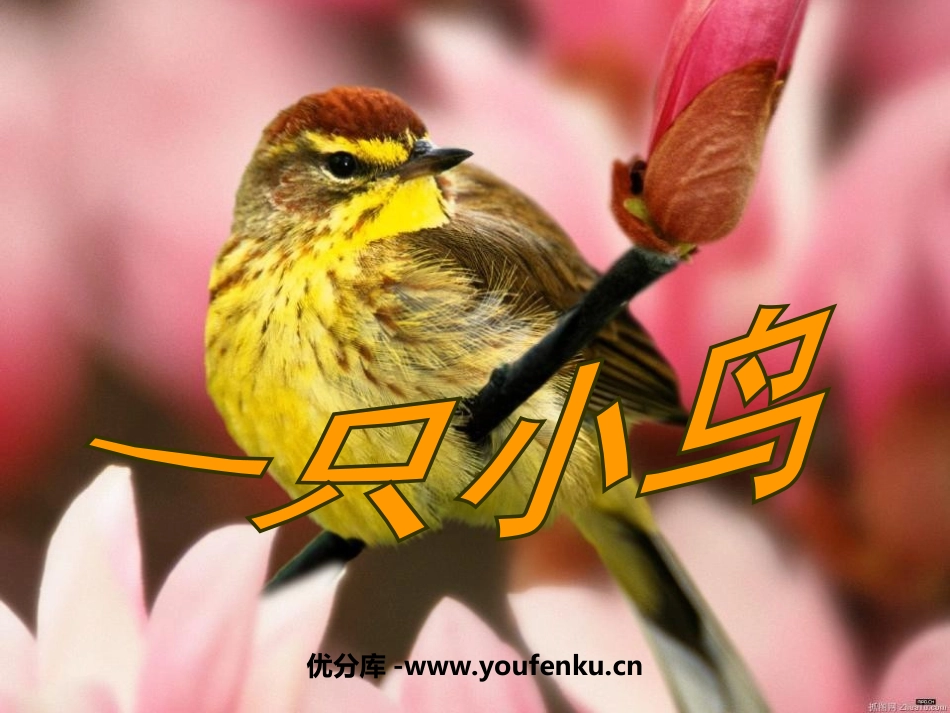 《一只小鸟》PPT课件[北师大版三年级语文上册]_第1页