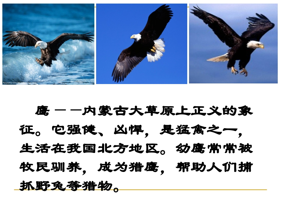 《成吉思汗和鹰》PPT课件[北师大版五年级语文上册]_第2页