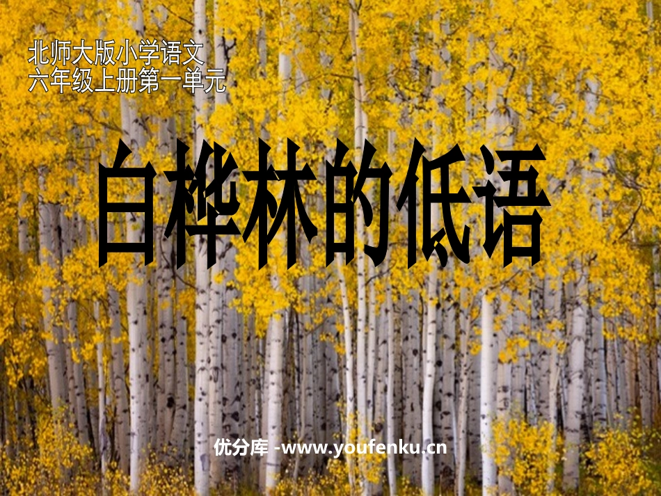 《白桦林的低语》PPT课件[北师大版六年级语文上册]_第1页