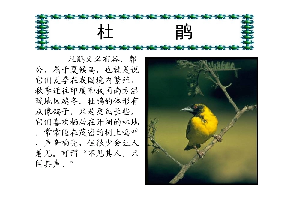 《夜莺之歌》PPT课件[北师大版六年级语文上册]_第3页