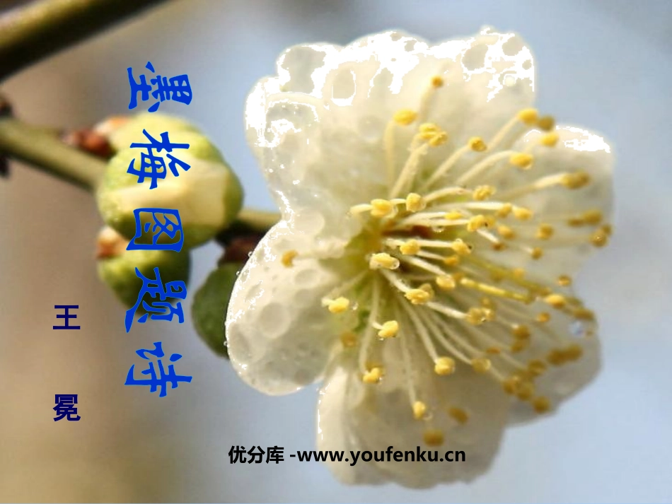 《墨梅图题诗》PPT课件[北师大版六年级语文上册]_第1页