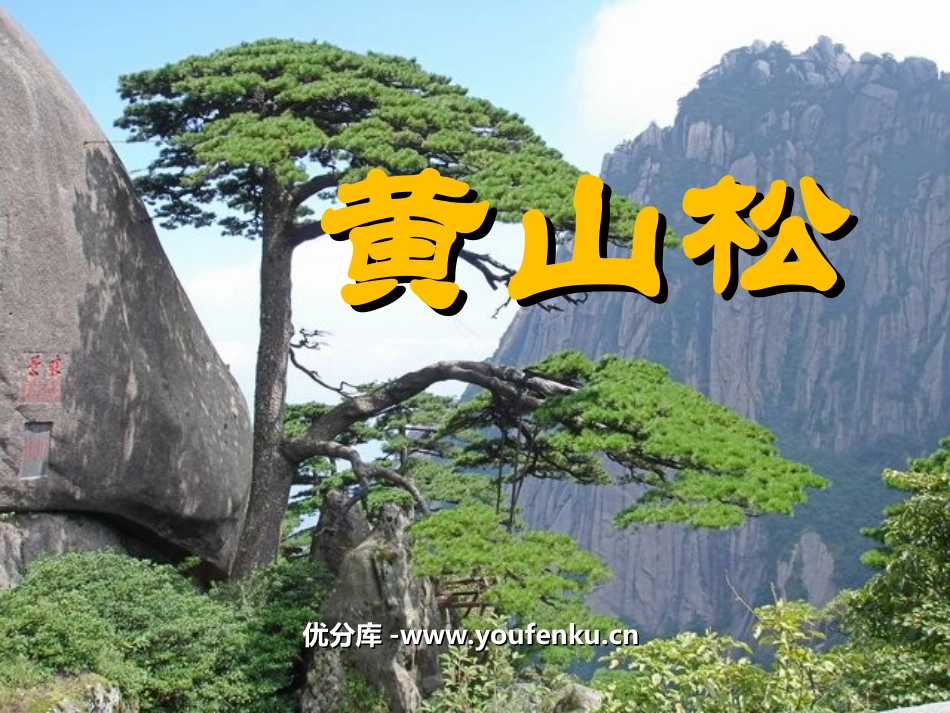 《黄山松》PPT课件[北师大版六年级语文上册]_第1页