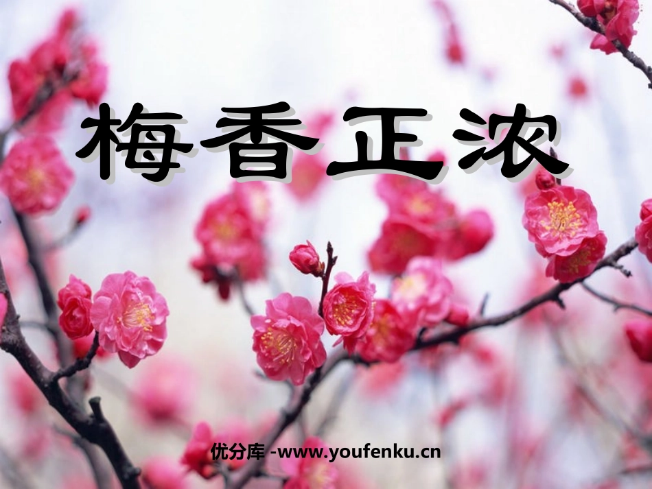 《梅香正浓》PPT课件[北师大版六年级语文上册]_第1页