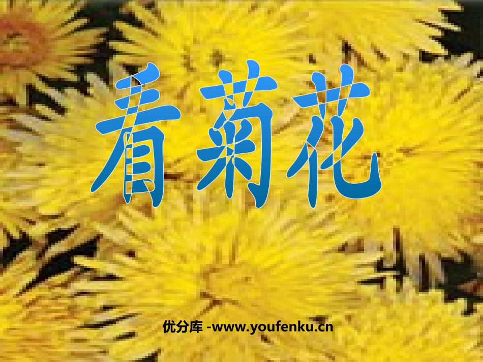 《看菊花》PPT课件[苏教版一年级语文上册]_第1页