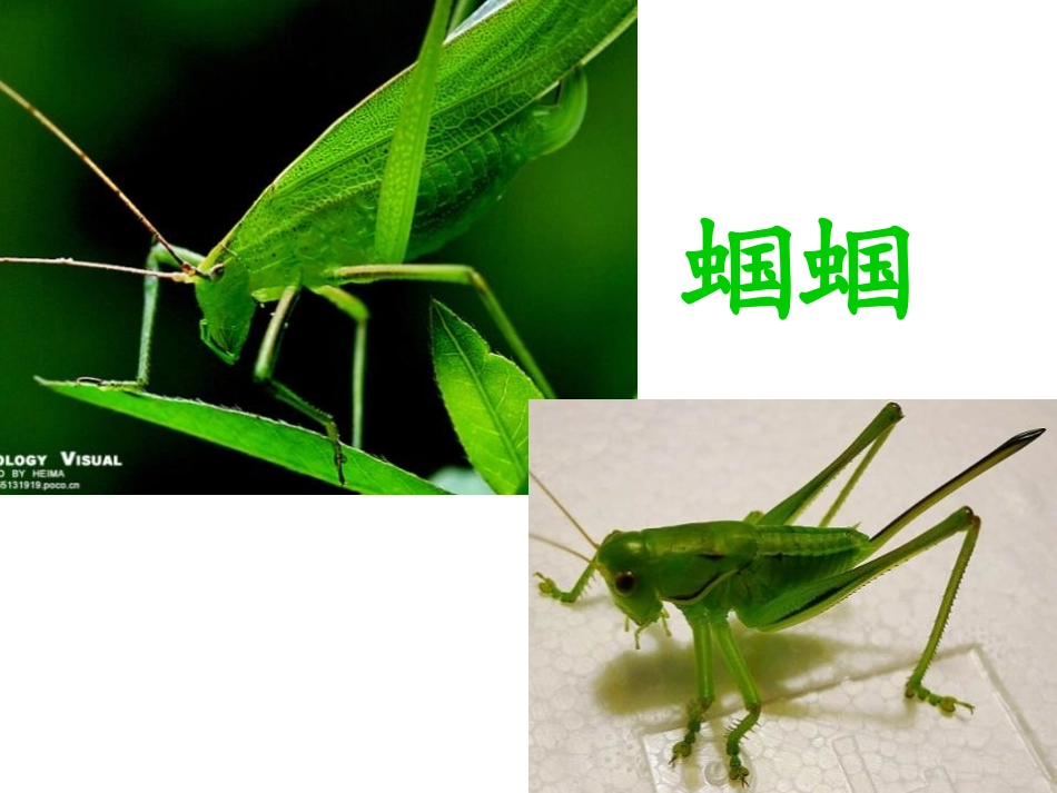 《送给盲婆婆的蝈蝈》PPT课件[苏教版二年级语文上册]_第3页