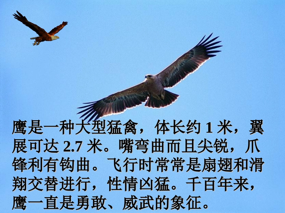 《小鹰学飞》PPT课件[苏教版二年级语文上册]_第2页