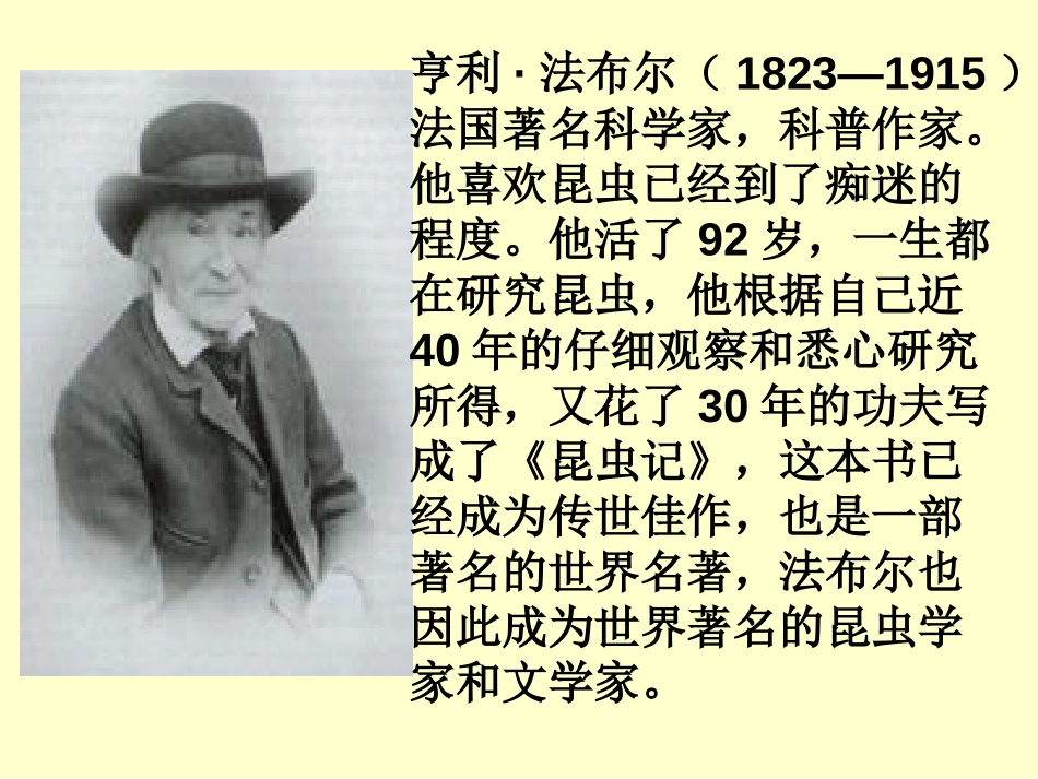 《装满昆虫的衣袋》PPT课件[苏教版五年级语文上册]_第3页