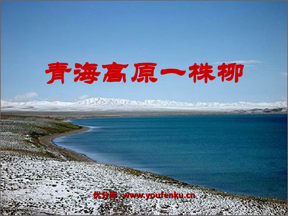 《青海高原一株柳》PPT课件[苏教版六年级语文上册]_第1页