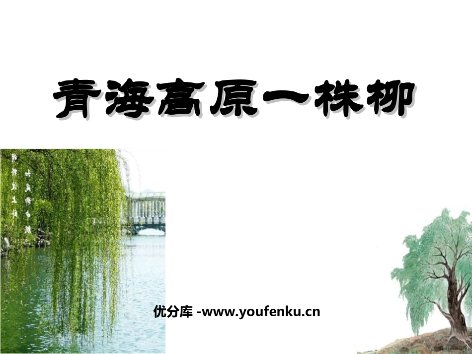 《青海高原一株柳》PPT课件[苏教版六年级语文上册]_第1页