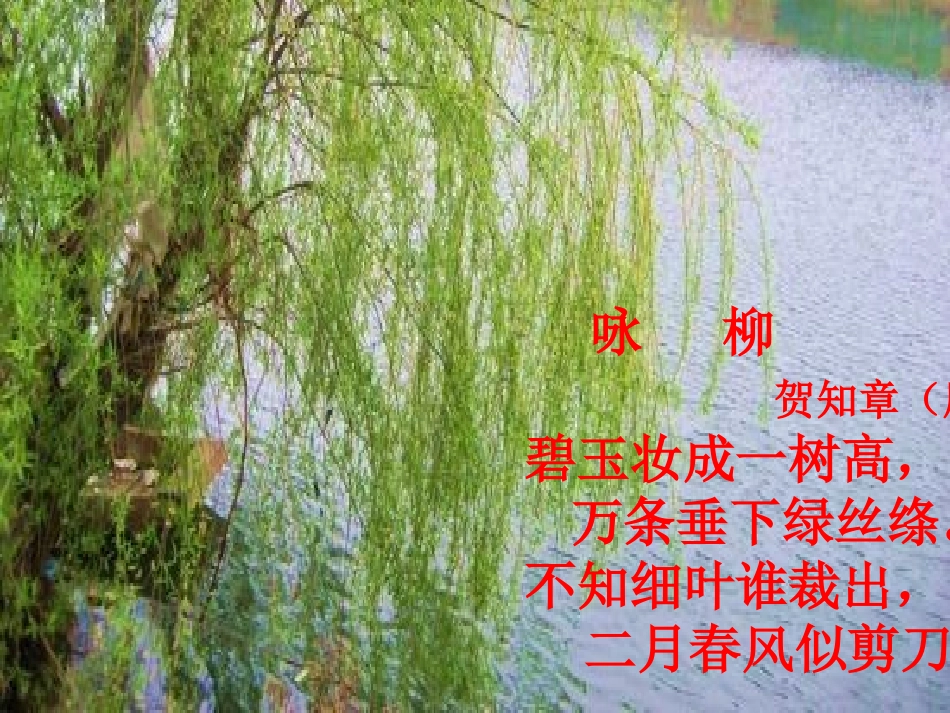 《青海高原一株柳》PPT课件[苏教版六年级语文上册]_第3页