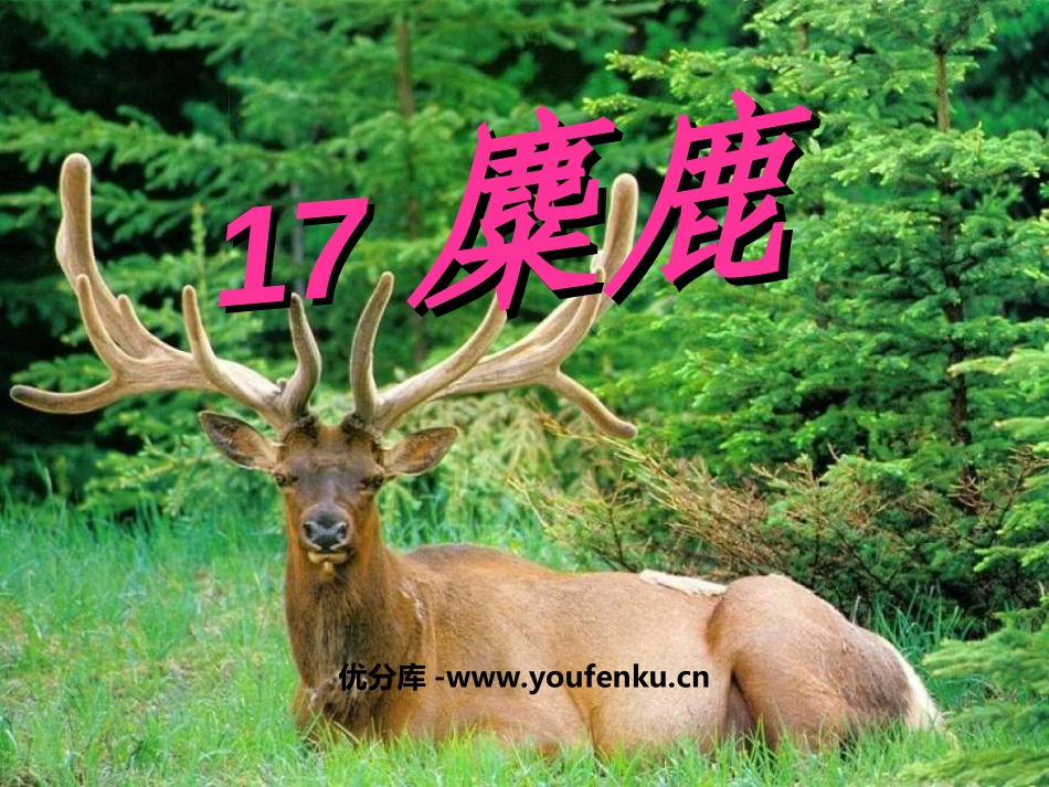 《麋鹿》PPT课件[苏教版六年级语文上册]_第1页
