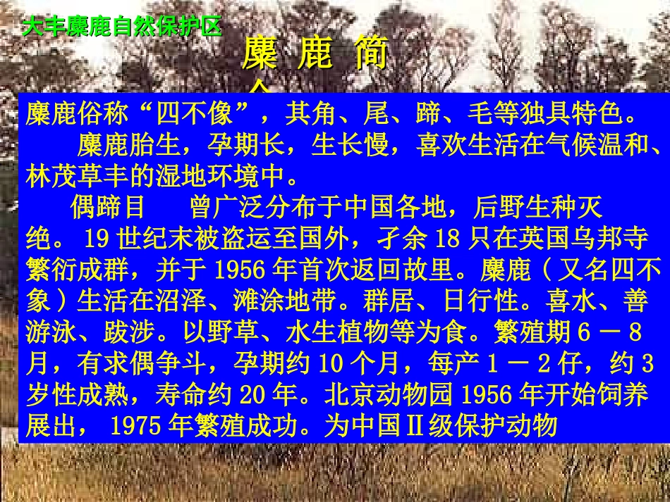 《麋鹿》PPT课件[苏教版六年级语文上册]_第3页