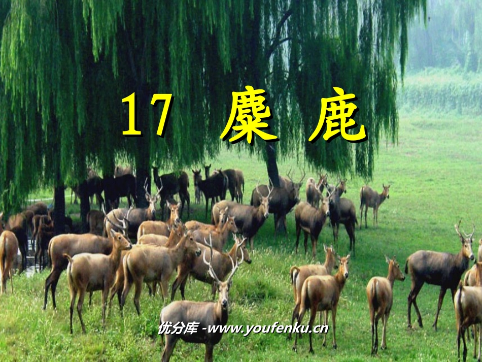 《麋鹿》PPT课件[苏教版六年级语文上册]_第1页