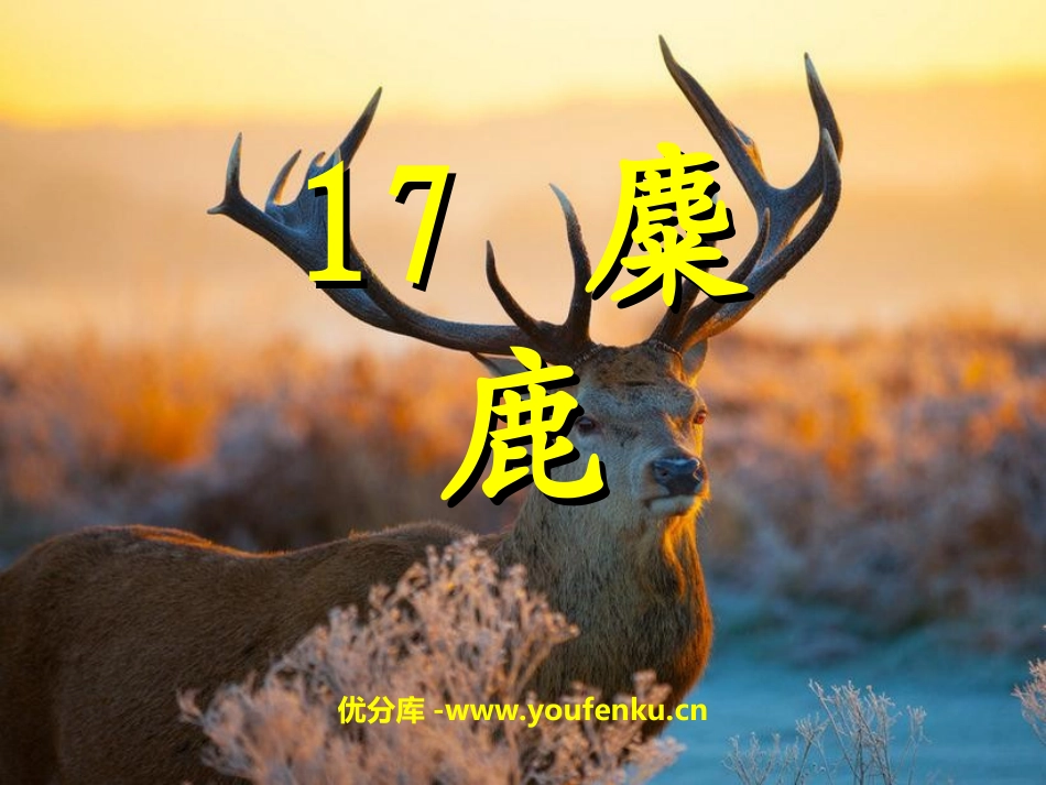 《麋鹿》PPT课件[苏教版六年级语文上册]_第1页