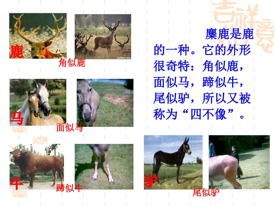 《麋鹿》PPT课件[苏教版六年级语文上册]_第3页