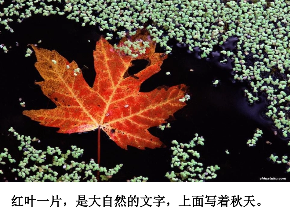 《大自然的文字》PPT课件[苏教版六年级语文上册]_第3页
