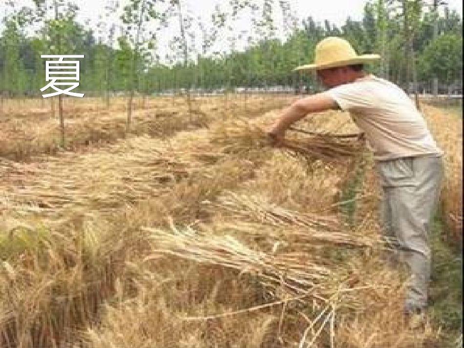《夏》PPT课件[苏教版七年级语文上册]_第3页
