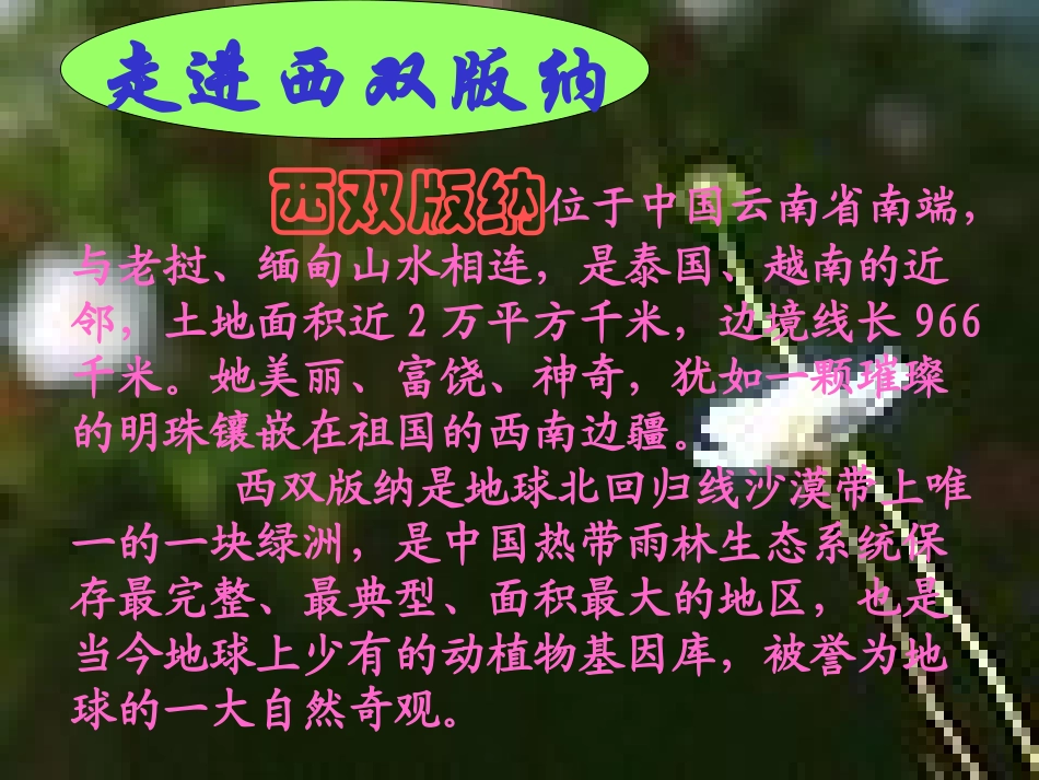 《美丽的西双版纳》PPT课件[苏教版八年级语文上册]_第2页