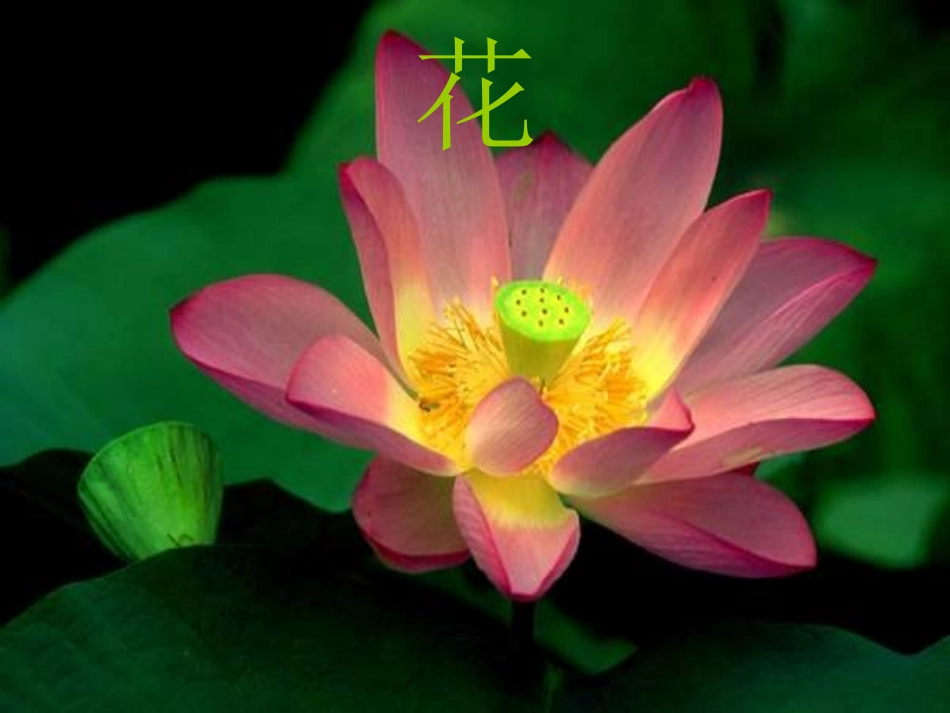 《都市精灵》PPT课件[苏教版八年级语文上册]_第2页