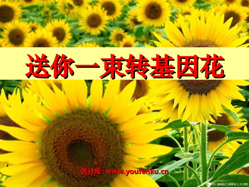 《送你一束转基因花》PPT课件[苏教版八年级语文上册]_第1页
