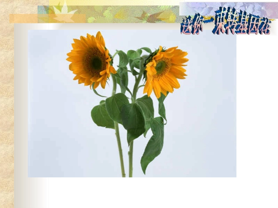 《送你一束转基因花》PPT课件[苏教版八年级语文上册]_第3页