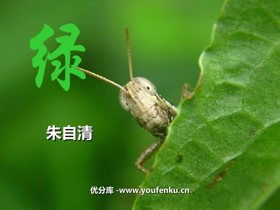 《绿》PPT课件[苏教版九年级语文上册]_第1页