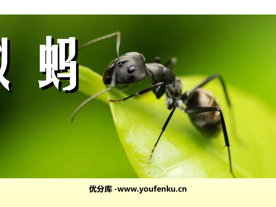 《蚂蚁》PPT课件[北师大版八年级语文上册]_第1页