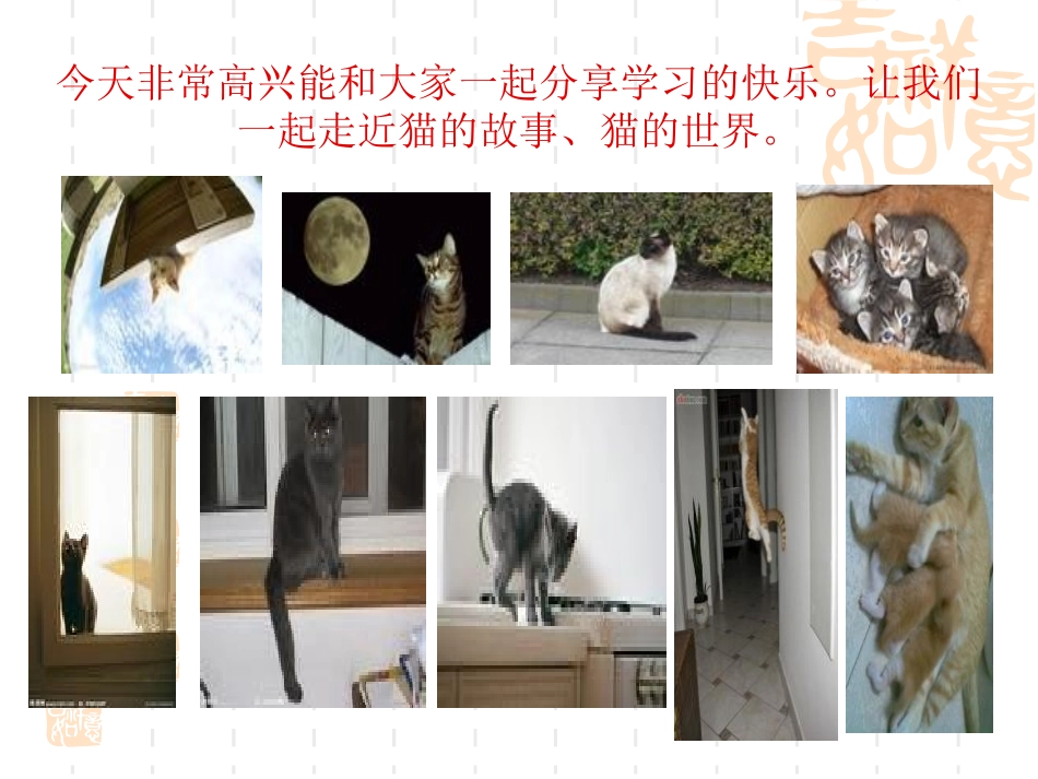 《猫的故事》PPT课件[北师大版七年级语文上册]_第2页