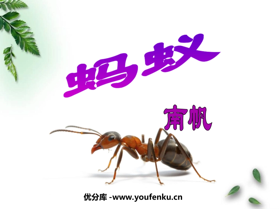 《蚂蚁》PPT课件[北师大版八年级语文上册]_第1页