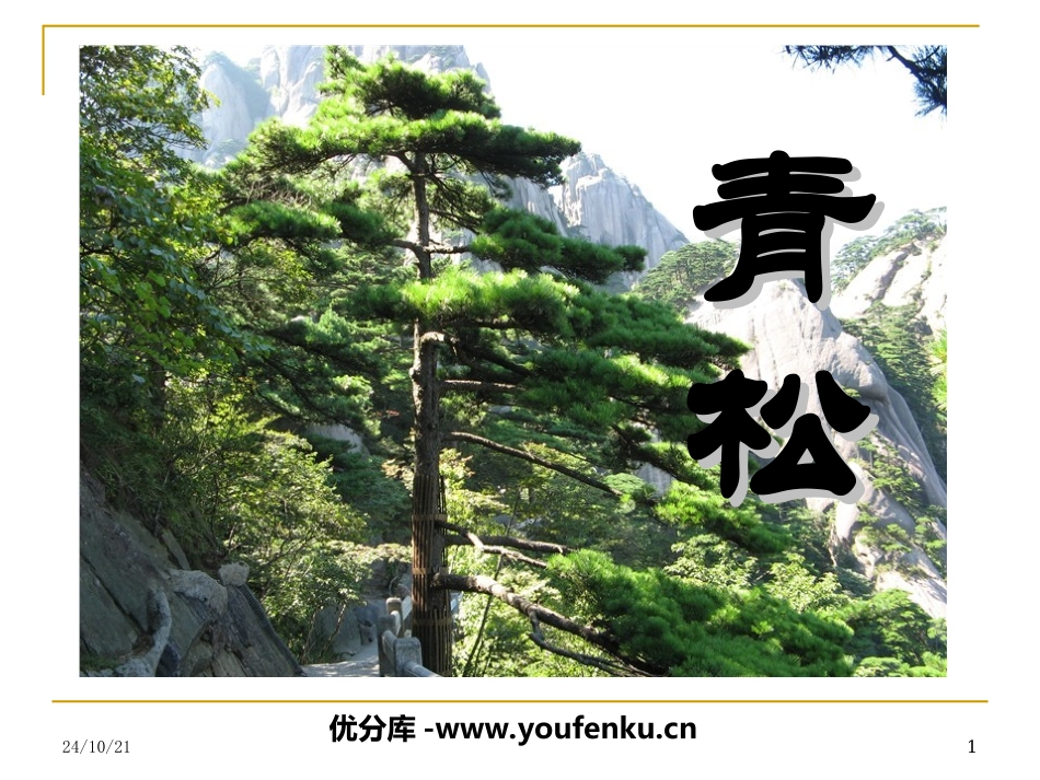 《青松》PPT课件[苏教版二年级语文上册]_第1页