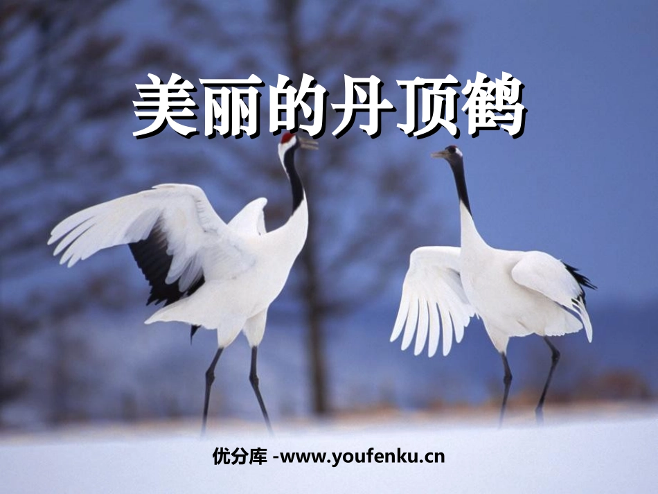《美丽的丹顶鹤》PPT课件[苏教版二年级语文上册]_第1页