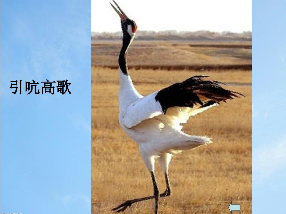 《美丽的丹顶鹤》PPT课件[苏教版二年级语文上册]_第3页
