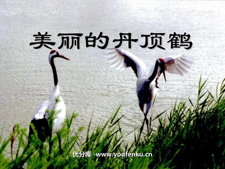 《美丽的丹顶鹤》PPT课件[苏教版二年级语文上册]_第1页