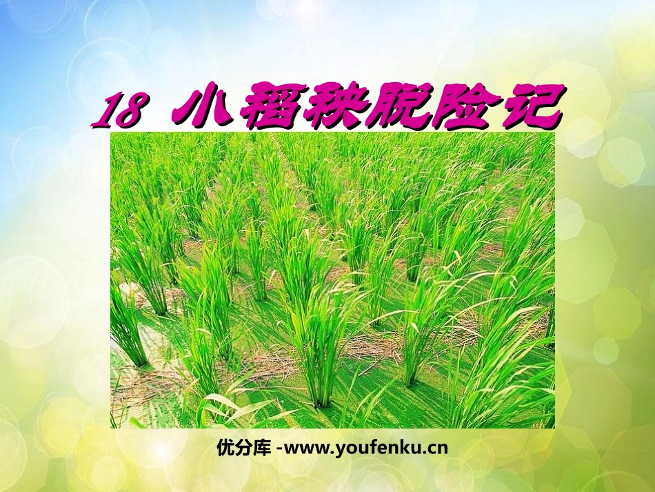 《小稻秧脱险记》PPT课件[苏教版三年级语文上册]_第1页