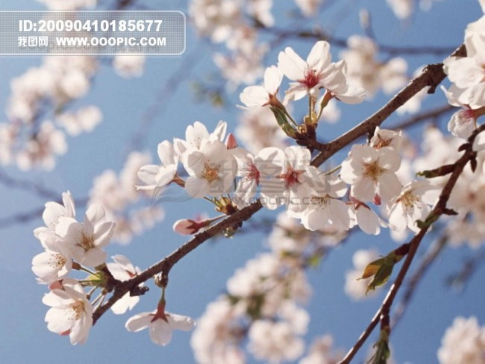 《月月花》PPT课件[西师大版二年级语文上册]_第3页