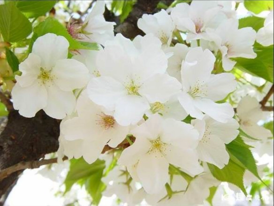 《风是一位画家》PPT课件[西师大版二年级语文上册]_第3页