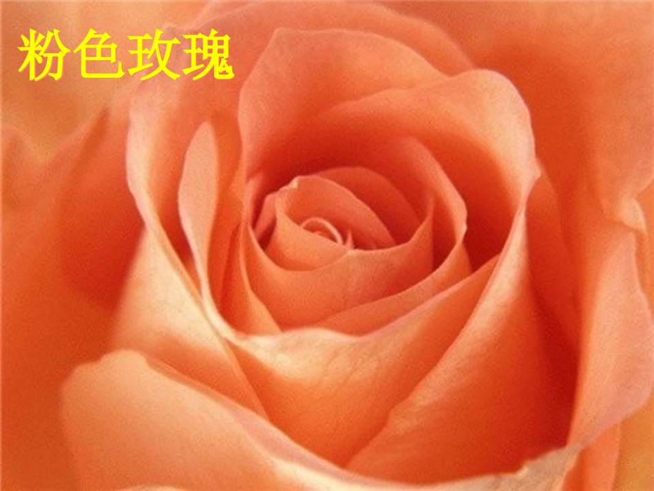《永不凋谢的玫瑰》PPT课件[西师大版三年级语文上册]_第3页