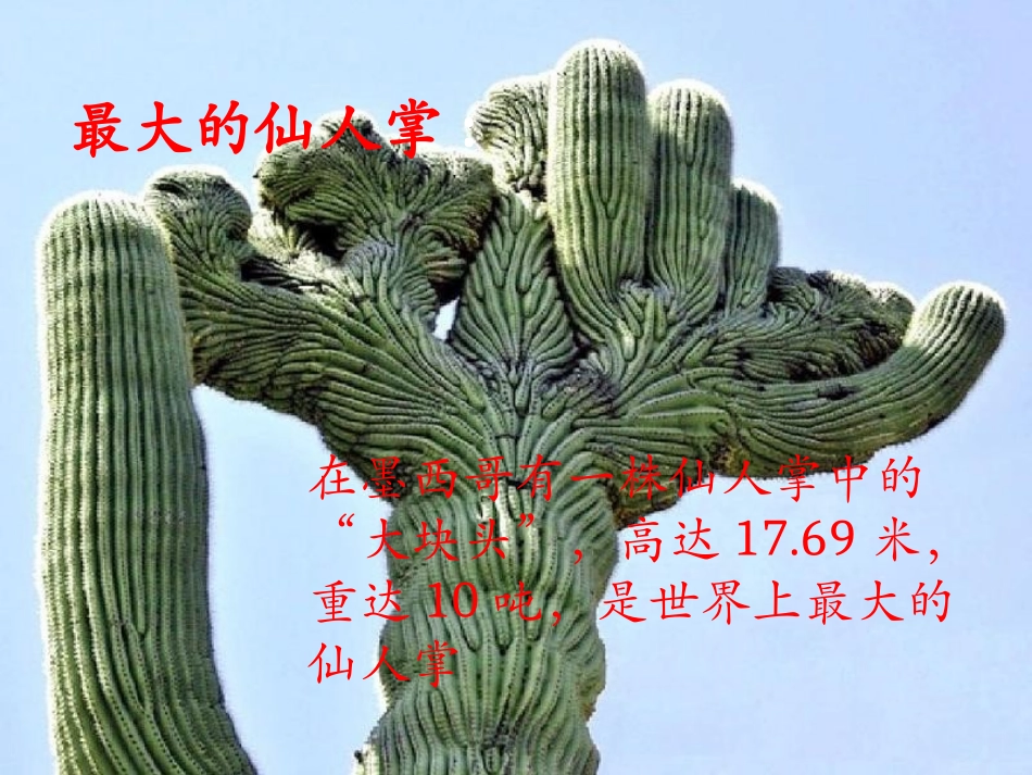 《仙人掌》PPT课件[西师大版六年级语文上册]_第2页