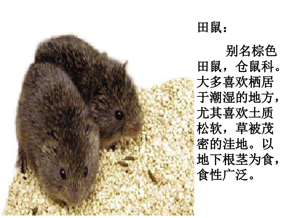 《收藏阳光》PPT课件[西师大版六年级语文上册]_第3页