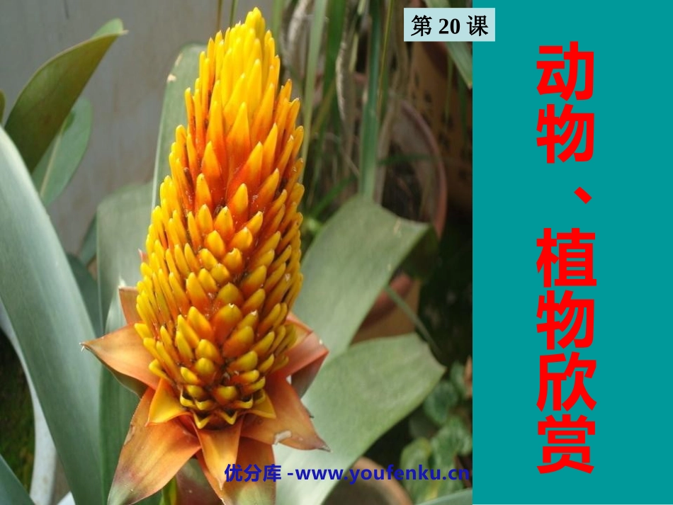 《动物、植物欣赏》PPT课件[一年级美术上册]_第1页