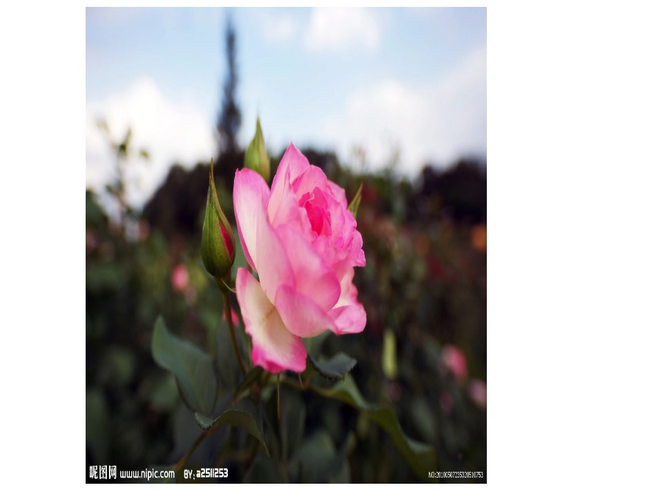 《动物、植物欣赏》PPT课件[一年级美术上册]_第3页