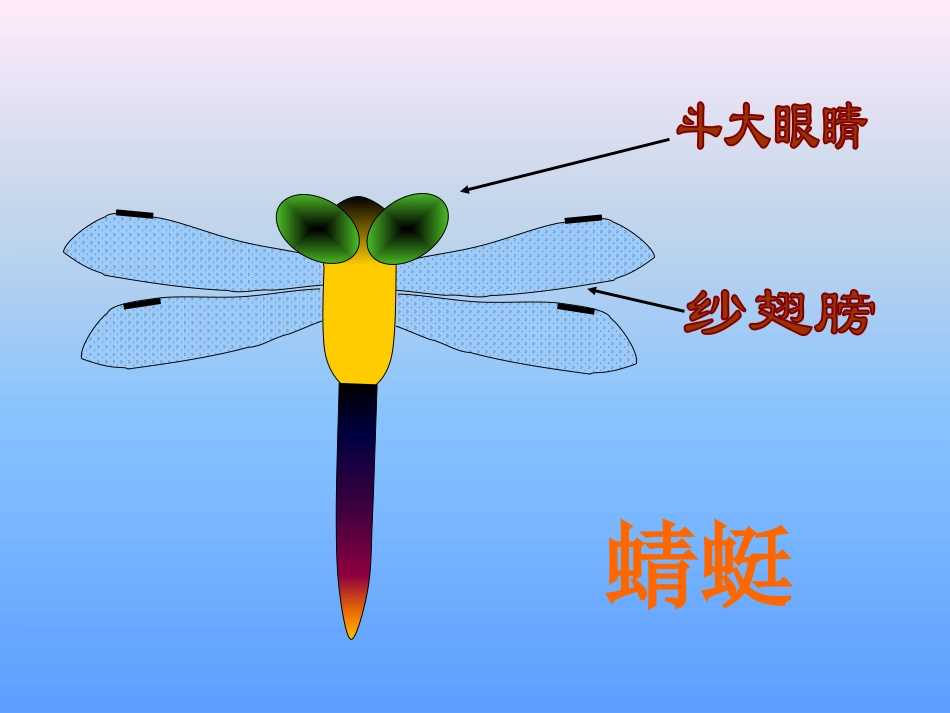 《蜻蜓飞飞》PPT课件[二年级美术上册]_第3页