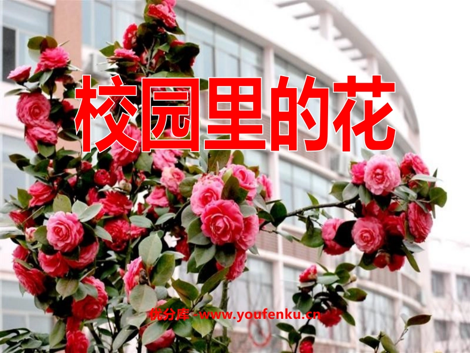 《校园里的花》PPT课件[三年级美术上册]_第1页