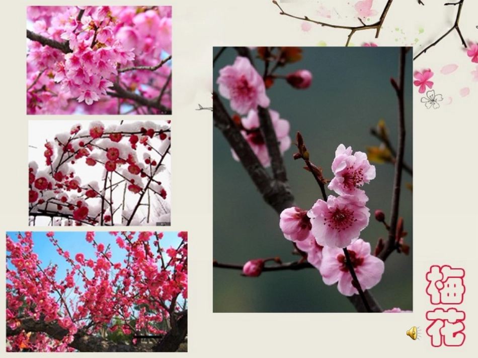 《校园里的花》PPT课件[三年级美术上册]_第3页